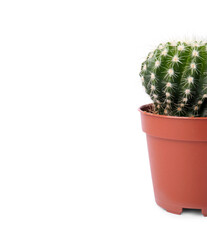 Beautiful green cactus in pot isolated on white, space for text. Tropical plant