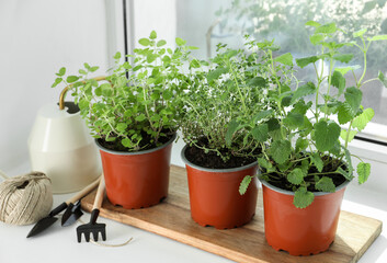 Different fresh potted herbs and gardening tools on windowsill indoors