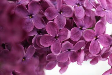 Closeup view of beautiful lilac flowers on white background