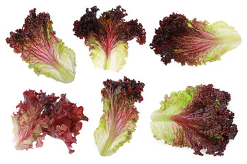Collage with red lettuce leaves on white background