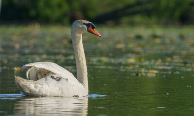 Swan gracefully moving around lake in morning light.