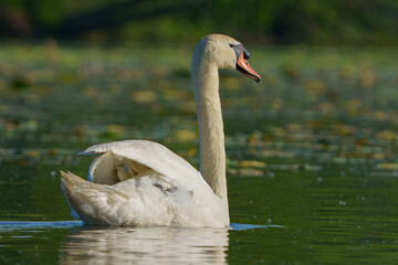 Swan gracefully moving around lake in morning light.