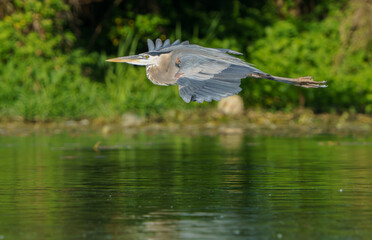 Great Blue Heron flying over lake while fishing.