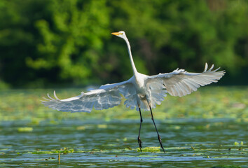 Great White Egret frolicking in morning light. Fishers, Indiana, Summer 2023.