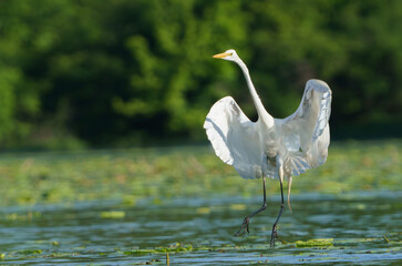 Great White Egret frolicking in morning light. Fishers, Indiana, Summer 2023.