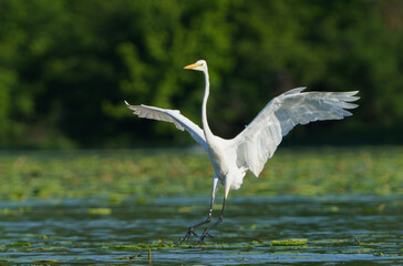 Great White Egret frolicking in morning light. Fishers, Indiana, Summer 2023.
