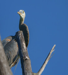 Great Blue Egret perched while scouring for fish in morning light. 