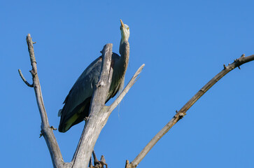 Great Blue Egret perched while scouring for fish in morning light. 