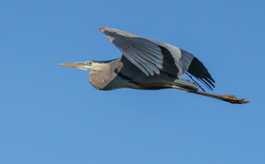 Great Blue Heron flying over lake in morning light