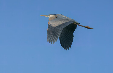 Great Blue Heron flying over lake in morning light