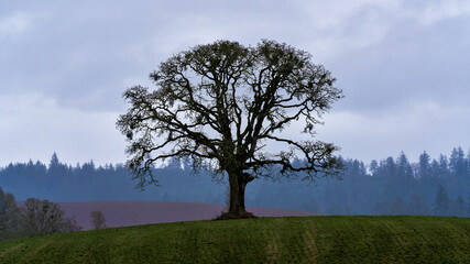 Fototapeta na wymiar Lone Tree in a Field
