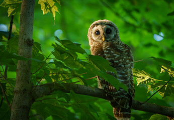 Majestic Barred Owlett sitting in tree quietly observing the floor of the woods for prey. Carmel, Indiana, Summer 2023.