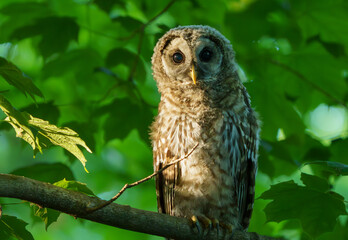 Majestic Barred Owlett sitting in tree quietly observing the floor of the woods for prey. Carmel,...