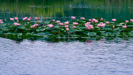 pink water lily