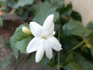 Obraz premium White flower, Jasminum sambac, Arabian Jasmine, with green leaves background. Selective focus view of beautiful white flower known as Jasmine. Symbol springtime and summer