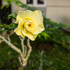 Adenium obesum multi layer with purple petals, magenta in the middle of yellow flowers, a very exotic color combination. blended with a background of green leaves bathed in the morning sunshine