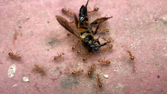 macro or close-up video of ants carrying a dead bee