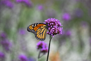 Monarch Butterfly on Purple Flower