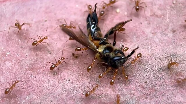 a slow-motion video of ants carrying a dead bee. macro video
