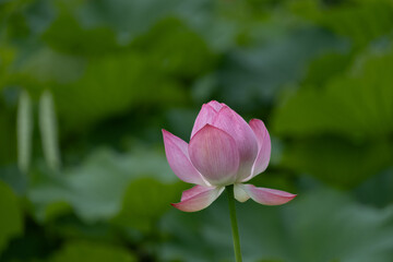 Fototapeta premium ハスの花