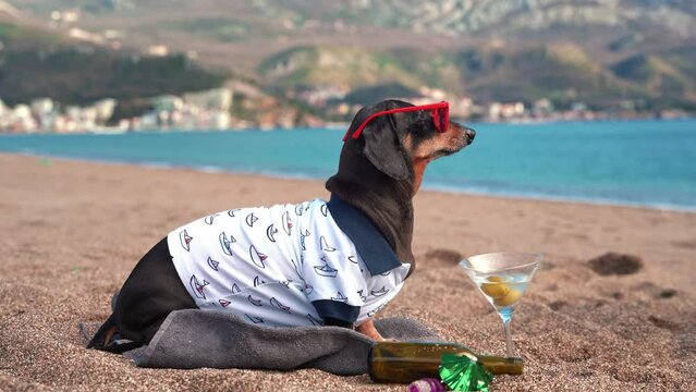 Dog, drunk resting in glasses askew on his nose on beach with glass of martini, empty bottle goes for swim. Dachshund drinking cocktail sits on sand by sea. Alcohol danger on water, rules of conduct