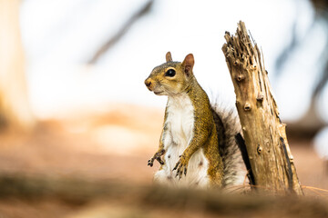 Squirrel in the woods