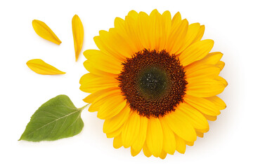 Fototapeta premium Beautiful sunflower with leaf and petals on white background