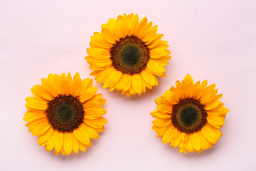 Beautiful sunflowers on lilac background