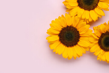 Beautiful sunflowers on lilac background