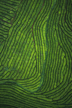 Aerial drone view of shapes of Cha Gorreana tea plantation at Sao Miguel, Azores, Portugal.