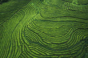 Aerial drone view of shapes of Cha Gorreana tea plantation at Sao Miguel, Azores, Portugal.