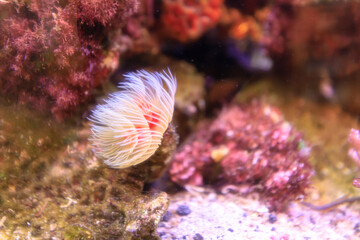 水槽の中のオオナガレカンザシ