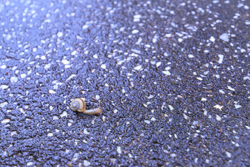 雨に濡れたコンクリート上を這うカタツムリ