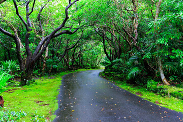 Fototapeta na wymiar 八丈植物公園の森の中の遊歩道