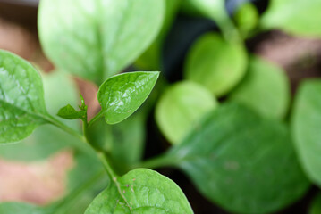Young shoots of Thai tropical vegetables
