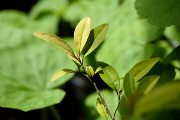 The soft top of a beautiful tropical tree