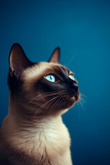 Cute Siamese cat posing