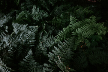 fern