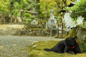 新緑の西明寺でくつろぐ猫 （滋賀県犬上郡甲良町, 2022年5月）