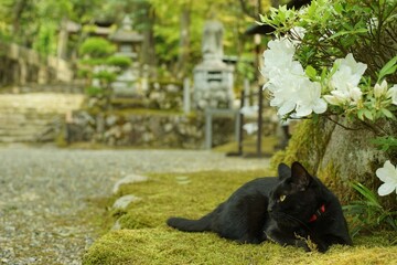 新緑の西明寺でくつろぐ猫 （滋賀県犬上郡甲良町, 2022年5月） - obrazy, fototapety, plakaty