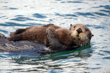 Watchful and protective sea otter mother holding pup on stomach while swimming in ocean