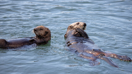 Fototapeta premium Two sea otters swimming in Pacific ocean