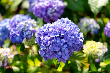 Close up view of a purple hydrangea flower in bloom during early summer. Taken in natural daylight.