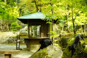 新緑の西明寺でくつろぐ2匹の黒猫 （滋賀県犬上郡甲良町, 2022年5月）