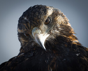 Juvenile Black Eagle Portrait