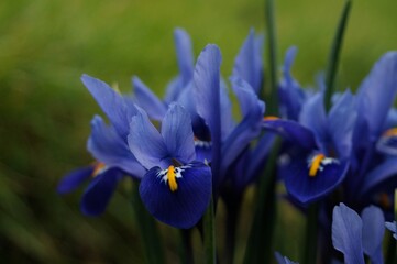 Blue Iris Flowers Close-Up with Narrow Depth of Field