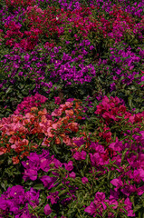 Batch of Bougainvillea Flowers in Fuchsia Purple and Pink