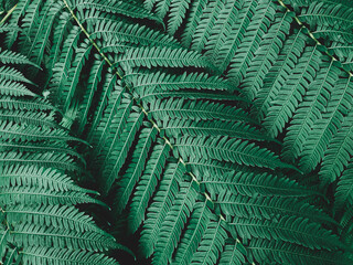 tropical green fern leaves texture in the garden , The background image that is green, the colors of the autumn leaves are perfect, suitable for seasonal use.