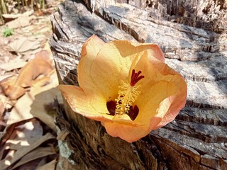 Beautiful yellow flower in the garden shoot in details