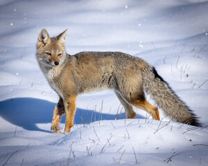 Fototapeta premium fox in the snow